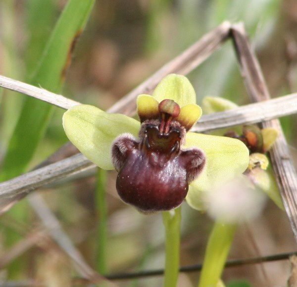 Bombyliflora 2009.03.19-059p