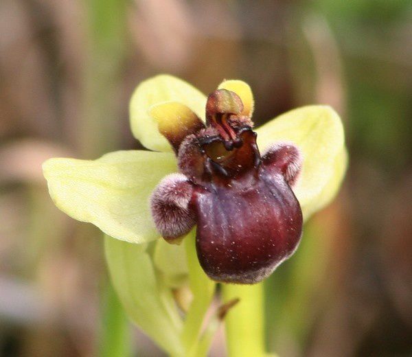 Bombyliflora 2009.03.19-065p