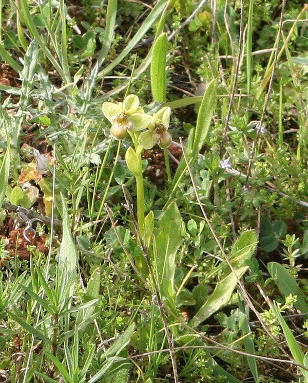 Bombyliflora 2009.03.19-338p