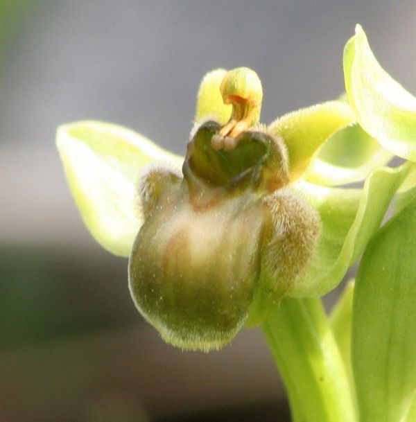 Bombyliflora 2009.03.19-346p