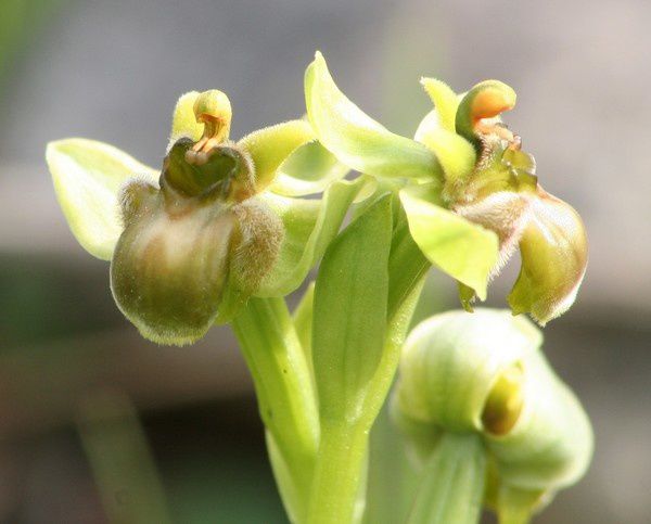 Bombyliflora 2009.03.19-348p