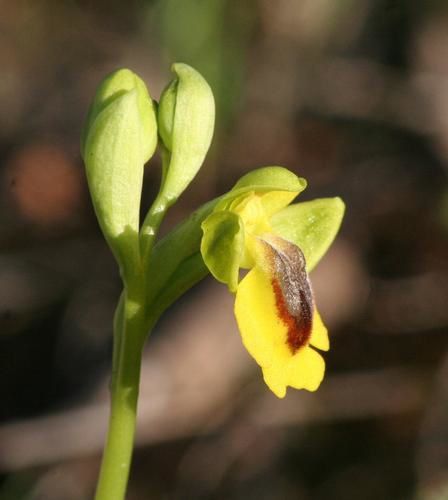 op. lutea 2009.03.07-270