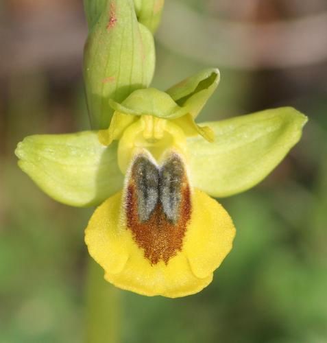 op. lutea 2009.03.08-023