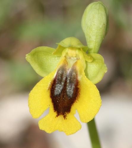 op. lutea 2009.03.08-025