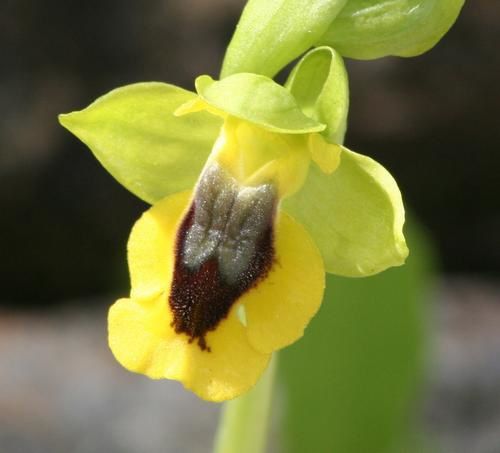 Ophrys (Pseudophrys) lutea ( Ophrys jaune ) 2009.03.08-034