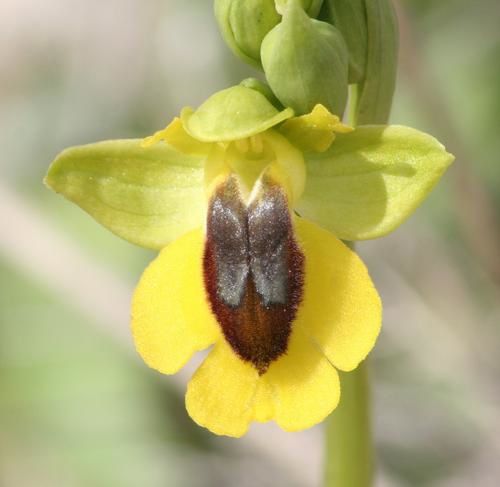 Ophrys (Pseudophrys) lutea ( Ophrys jaune ) 2009.03.08-039