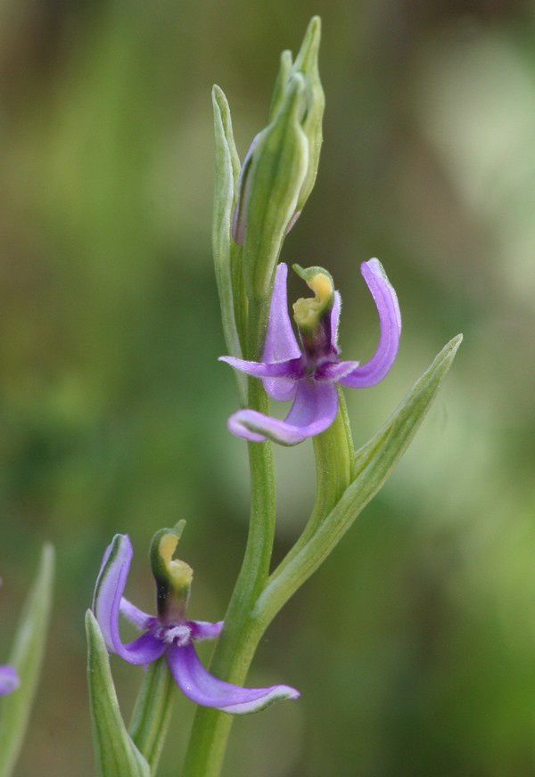 Lusus de Op. picta Ophrys-scolopax-picta-lusus4p