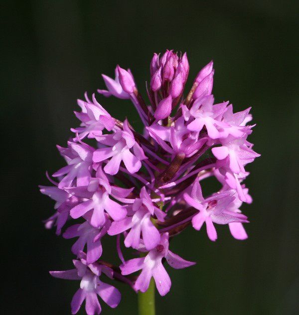 Anacamptis pyramidalis ( Orchis pyramidal ) Anacamptis-pyramidalis5p