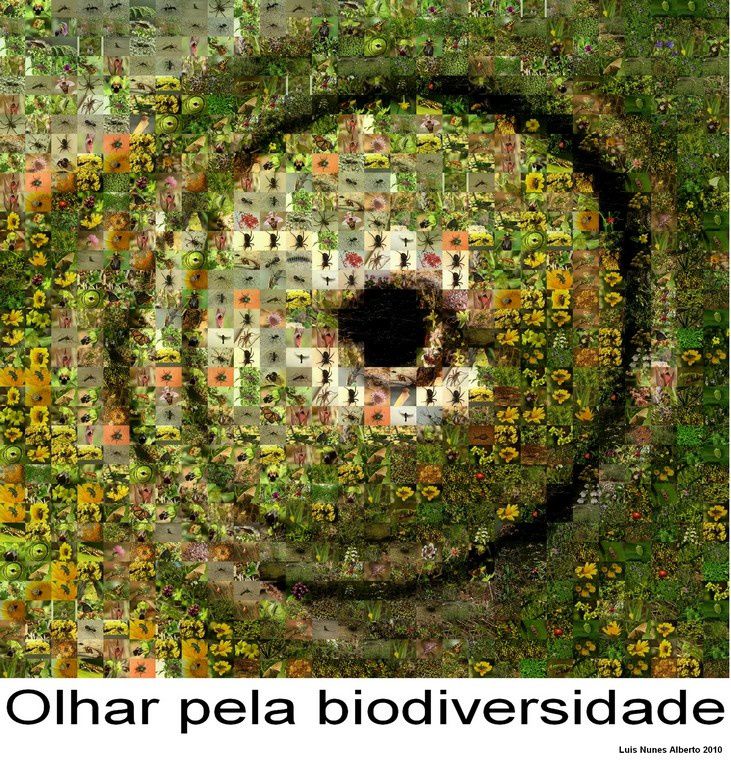 biodiversité Mosaico3ap