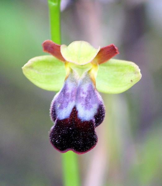 Ophrys Lupercalis 2009.01.05-050