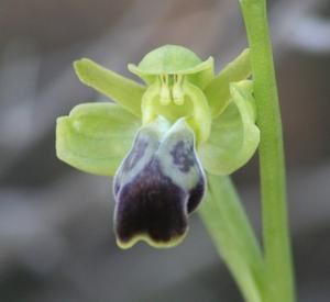 Ophrys padernensis 2009.01.17-032a