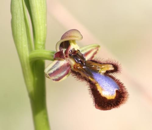 Ophrys speculum( Ophrys miroir ) 2009.02.16-022