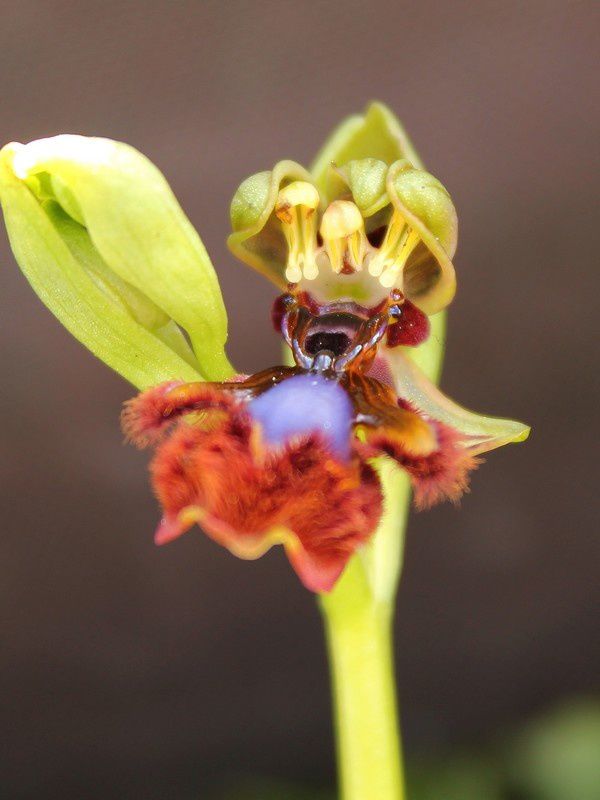 Ophrys speculum :: Ophrys miroir 241spectriplap