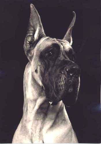 Dogue allemand Dogue-allemand