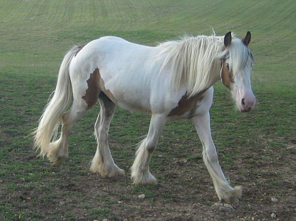 Pablo ( Van Hippolacta ) Zepas