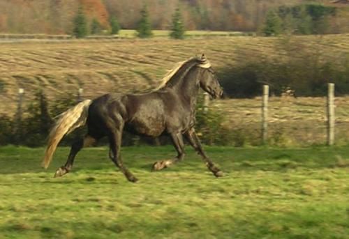 Les robes du cheval Chocolat_crins_lav_s_mandrave