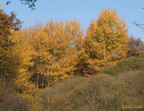 [NATURE] Automne-en-or