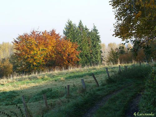 [NATURE] Bout-de-chemin