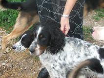 80  ZACK très beau SETTER 6 ans Zack