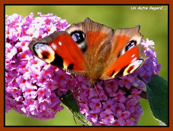 lES RËVES... Papillon-Macro