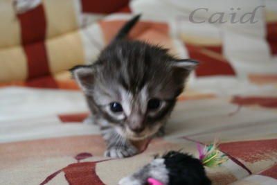 Les chatons de Betty sont ns :-D 2007-10-05-11-44-33-bb4-pti