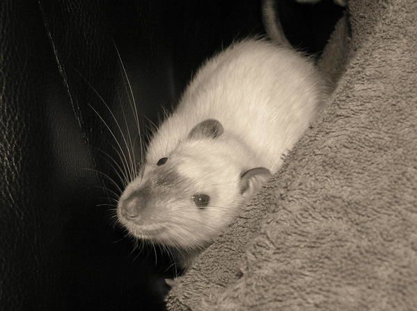 Chaton... Photos-rats-020