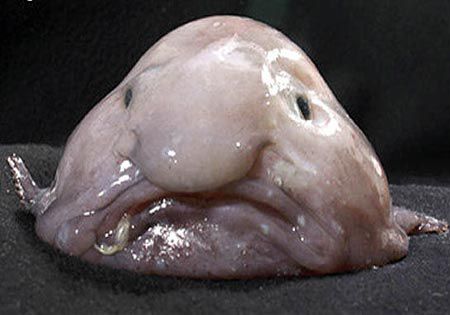 des images trop drôles !!!!!!!! Blobfish