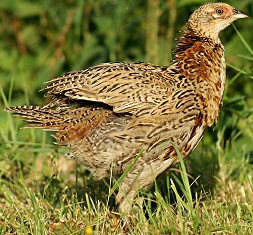 Oiseau Martine 12 mai trouvé par Gin Faisandeau_faisanneau_gallinace