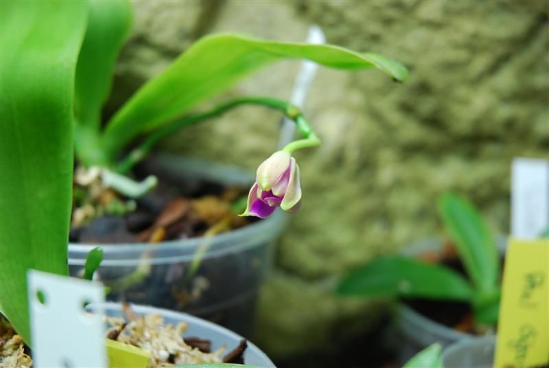 Phalaenopsis Violacea Sumatra P.-violavea-S--Medium-