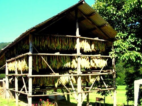  Bouillon, la vallée de la Semois et ses tabacs Sechoirartsemoisced--33-