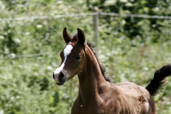 un fils d'AL LAHAB en France (Al Wahed des Chaumes) 18-06-08-061