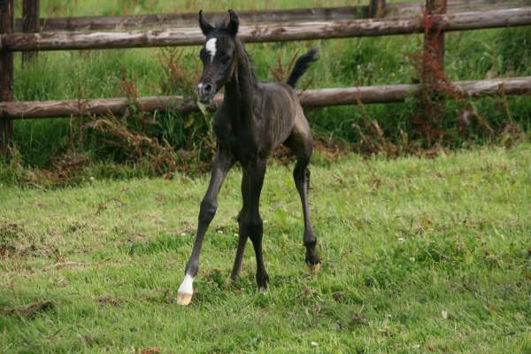 Naissance au Haras de Djoonam ! IMG_7933