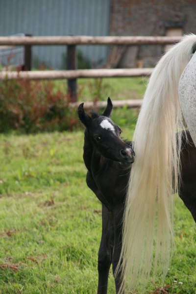 Naissance au Haras de Djoonam ! IMG_7950