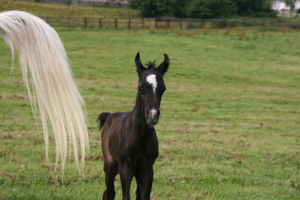 Naissance au Haras de Djoonam ! IMG_7952