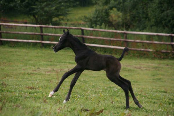 Naissance au Haras de Djoonam ! IMG_7966