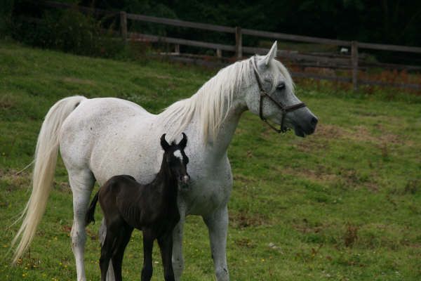 Naissance au Haras de Djoonam ! - Page 2 IMG_7990