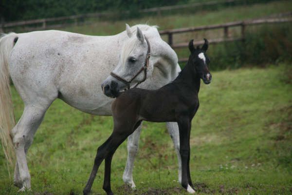 Naissance au Haras de Djoonam ! IMG_8106