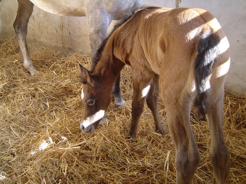 LUPY JUST MAAHDI (Wh Justice x Mithra de Gion) DSC03822--2-p