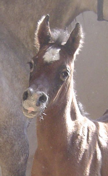 LUPY JUST MAAHDI (Wh Justice x Mithra de Gion) DSC03850--2-pp