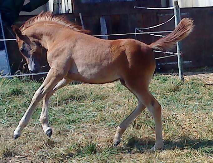 URGENT URGENT URGENT CHERCHE MAMAN D'ADOPTION Shargane_2