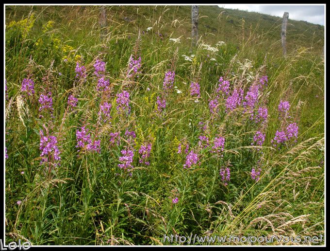 le nom de cette fleur Colonie-de-fleurs