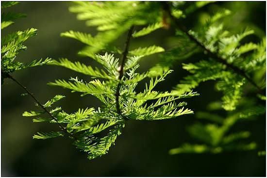 Identifications par les feuilles Cypres-chauve-en-feuilles