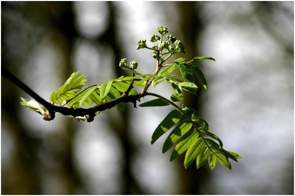 Identifications par les feuilles Sorbier-des-oiseleurs-feuilles-et-fleurs