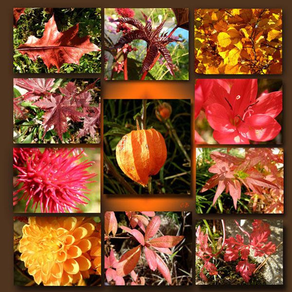 Les Saisons - Page 28 Mur-couleur-automne-w