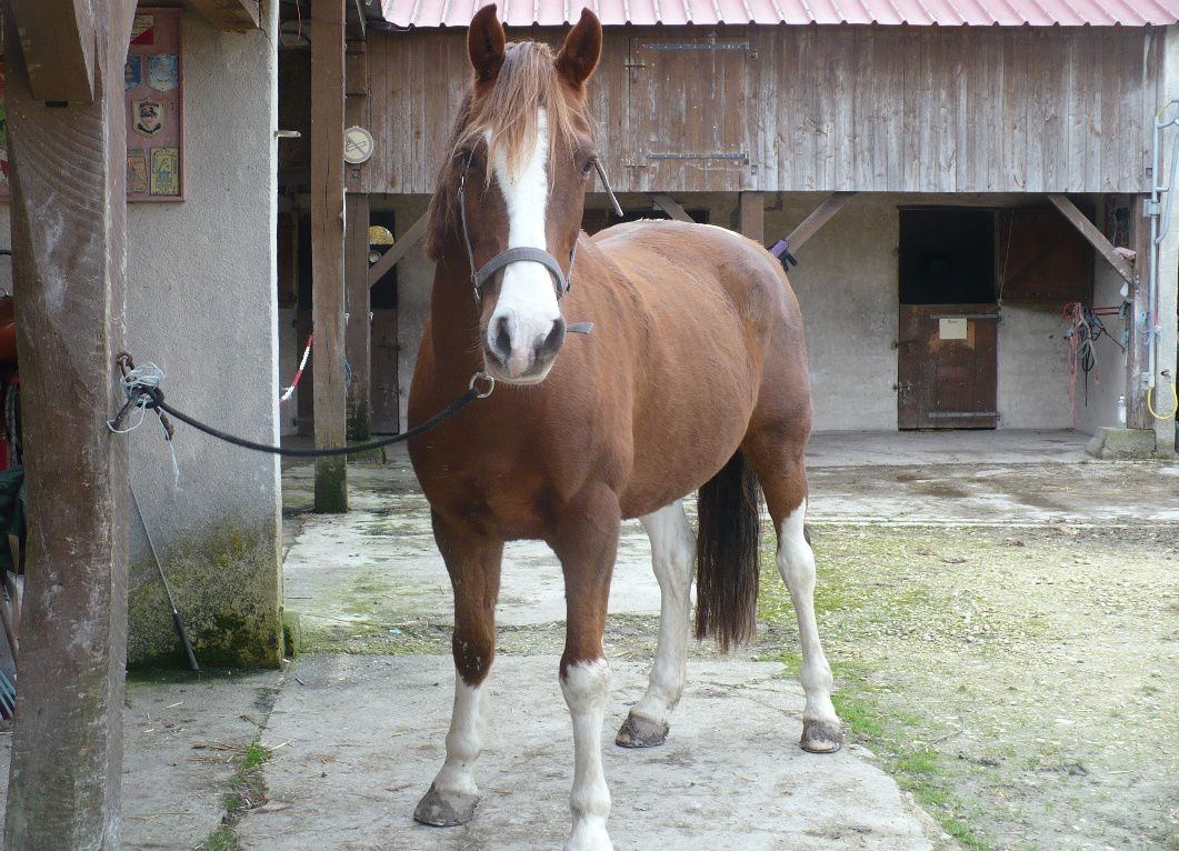 1 cours  Cheval-attache-licol