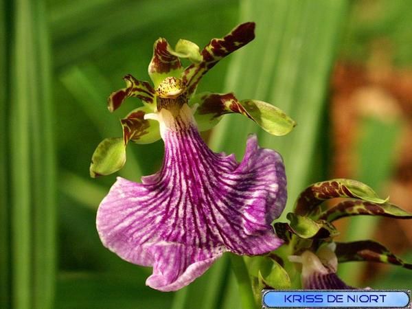 orchidées PICT0445