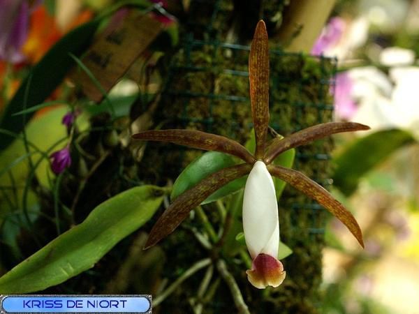 orchidées PICT0449