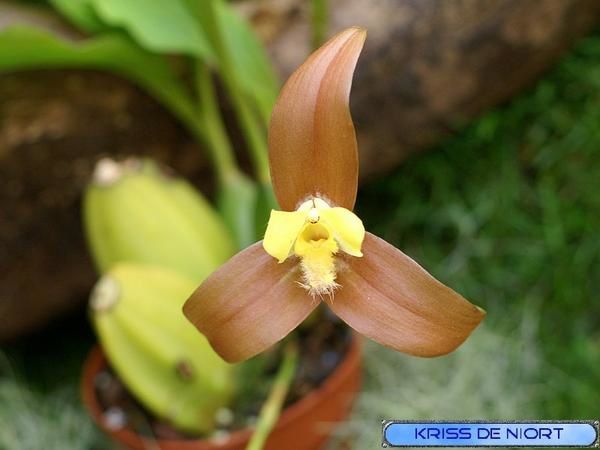 orchidées APICT0077