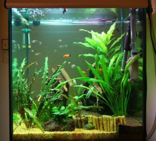 lancement d un 150litre 50 long 50 large 60 de haut Aquarium-005-grand