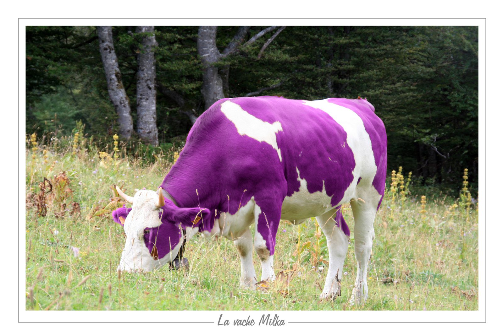 des restos en cours: pete log hauler et ken aerodyne - Page 2 Vache-milka